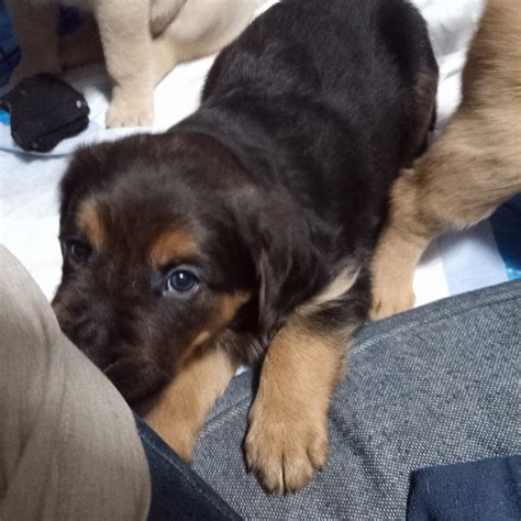 kijiji alberta pets